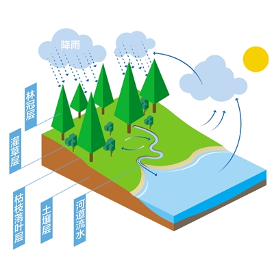森林為什么是“水庫(kù)”？