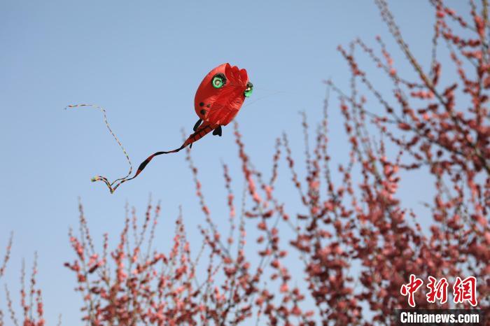 風(fēng)箏在花中飛舞?！∴囆?qiáng) 攝