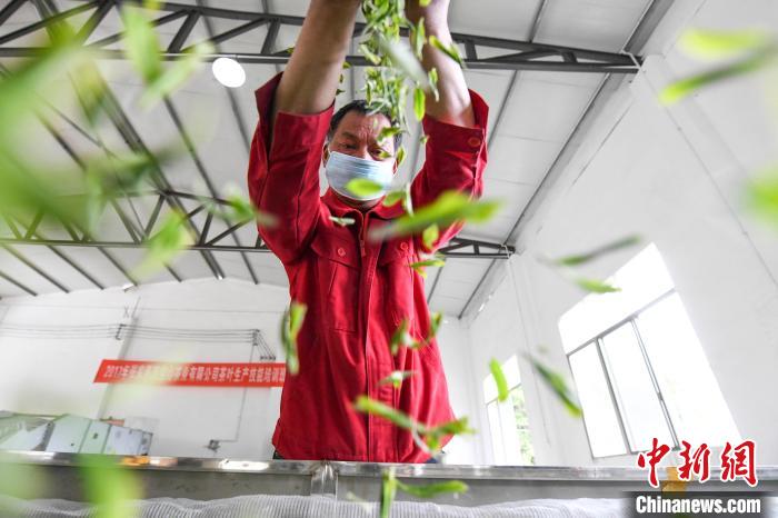 村民將茶葉攤青晾干?！钊A峰 攝