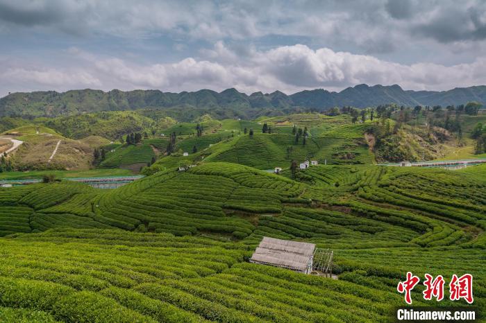 貴定縣云霧茶園?！√普?攝