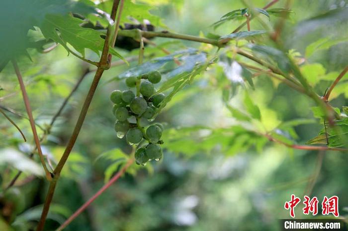 野生動(dòng)物在北京:如何筑牢生物多樣性“保護(hù)網(wǎng)”?