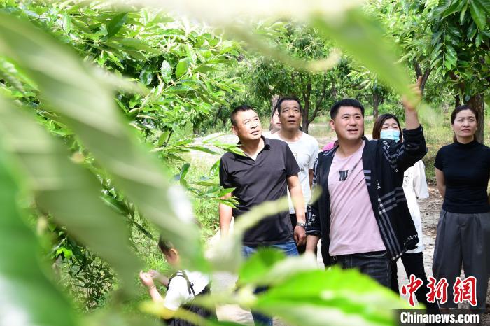 游客在欣賞栗樹花?！『略破?攝