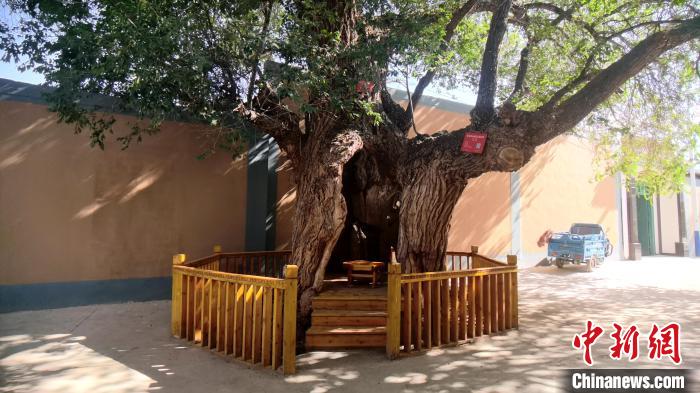 圖為阿河灘地質(zhì)文化村樹齡高達(dá)800年的空心古榆樹?！埡ｖ?攝