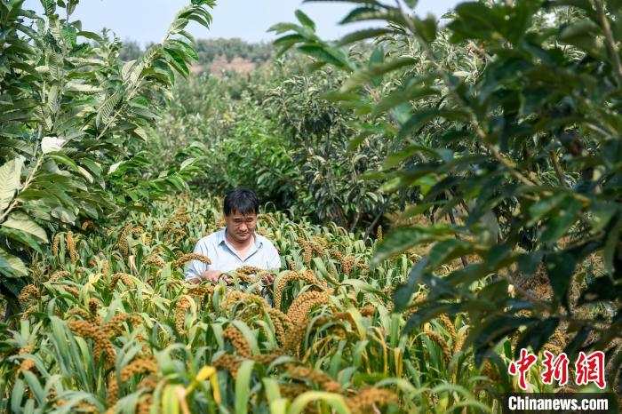 農(nóng)業(yè)專家劉正理正在查看谷子生長情況。　趙亮 攝