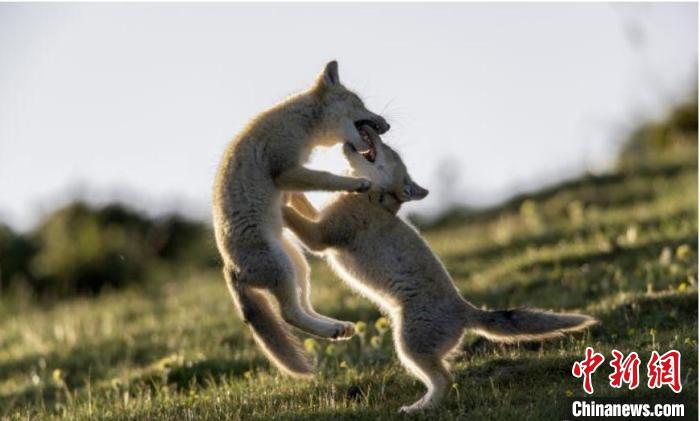 圖為郝進芳的作品《難分勝負》?！∏嗪Ｊ∑钸B山自然保護協(xié)會供圖