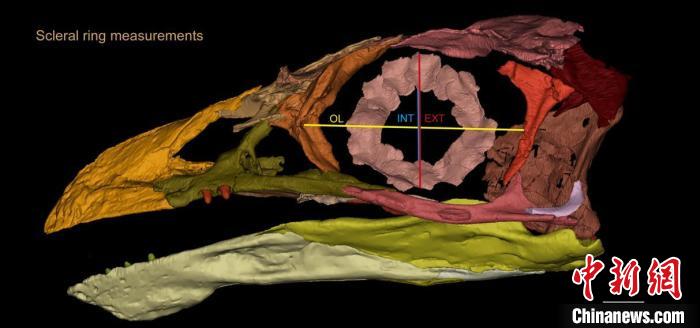 熱河鳥STM3-8化石標本的鞏膜環(huán)復原及測量示意圖?！『?供圖