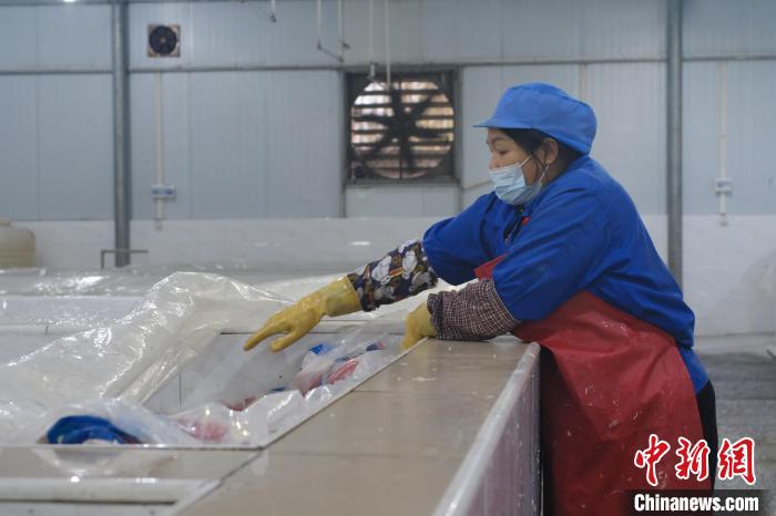 圖為一名工人正在檢查酸筍腌制情況?！⒖÷?攝