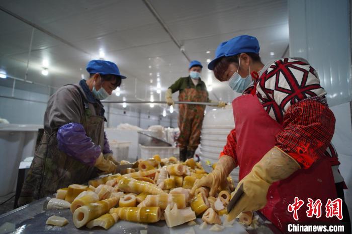 圖為多名工人正在將酸筍切成小塊?！№f國政 攝