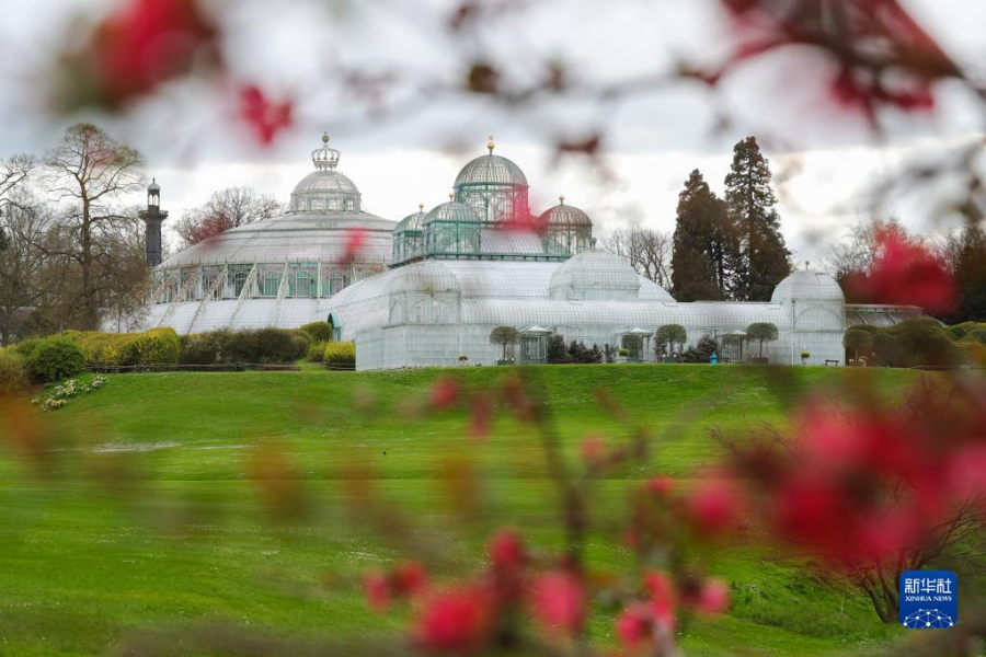 這是4月14日在比利時(shí)布魯塞爾拍攝的拉肯宮王家溫室花園。新華社記者 鄭煥松 攝