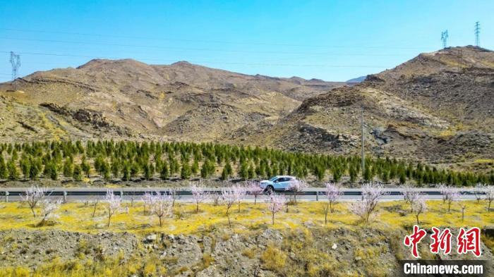 生態(tài)修復(fù)后逐漸變綠的賀蘭山石嘴山段?！∈焐绞形麄鞑抗﹫D