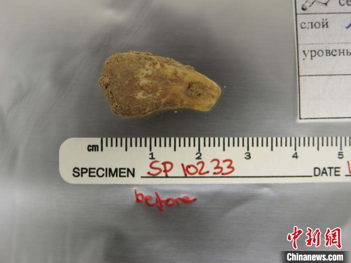 打孔鹿牙墜飾提取DNA前(圖片來自馬克斯·普朗克演化人類學研究所)?！∈┢樟指瘛ぷ匀?供圖