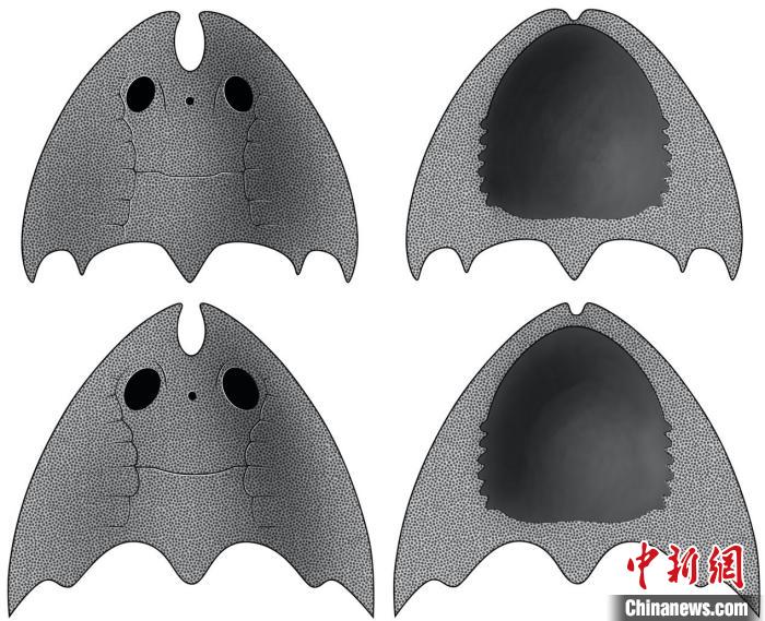 九江江夏魚(yú)(上)和后棘江夏魚(yú)(下)(史愛(ài)娟/繪)?！≈锌圃汗偶棺邓?供圖