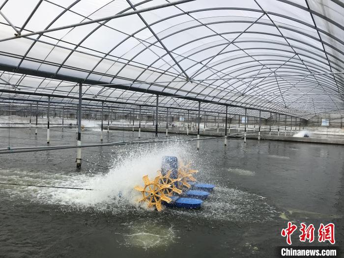 南美白對(duì)蝦養(yǎng)殖基地?！∠笊轿r蟹科技小院供圖