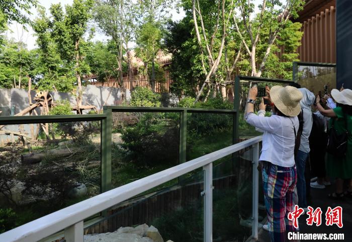 海外華文媒體近距離參觀大熊貓，探尋大熊貓的“大運(yùn)情緣”。　王磊 攝