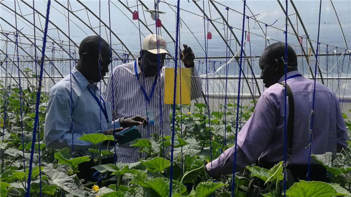 孫釗向當?shù)剞r(nóng)戶講解粘蟲板工作原理。受訪者供圖