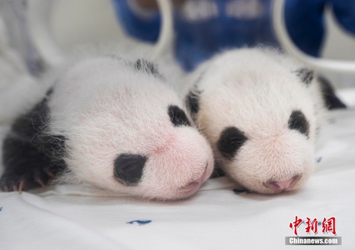 當(dāng)?shù)貢r(shí)間8月7日，韓國(guó)三星愛(ài)寶樂(lè)園公布雌性雙胞胎大熊貓幼崽(左為姐姐，右為妹妹)于6日拍攝的滿(mǎn)月照。愛(ài)寶樂(lè)園 供圖