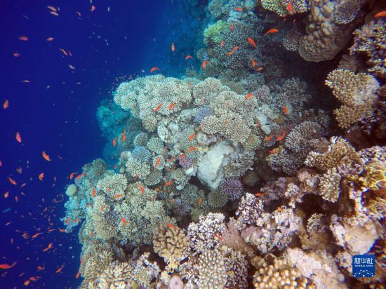  這是10月2日在埃及西奈半島達(dá)哈布藍(lán)洞內(nèi)拍攝的珊瑚和魚類。新華社記者 隋先凱 攝