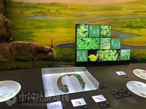   （中醫(yī)藥博物館展出的各類中藥材令人應接不暇。中國經(jīng)濟周刊記者 郭志強 攝）