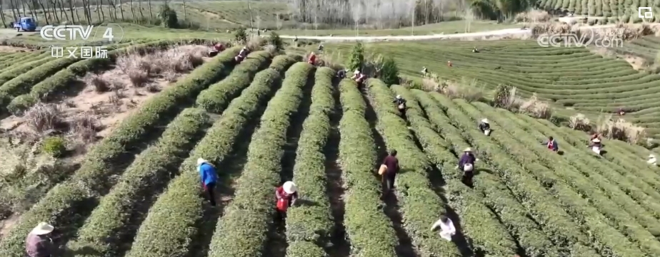 “春日經(jīng)濟(jì)”熱力十足 “賞花+”融合煥新創(chuàng)造發(fā)展場景式消費新機(jī)遇