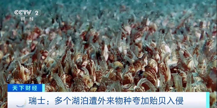 瑞士多個湖泊遭外來物種夸加貽貝入侵 生態(tài)系統與基礎設施遭破壞