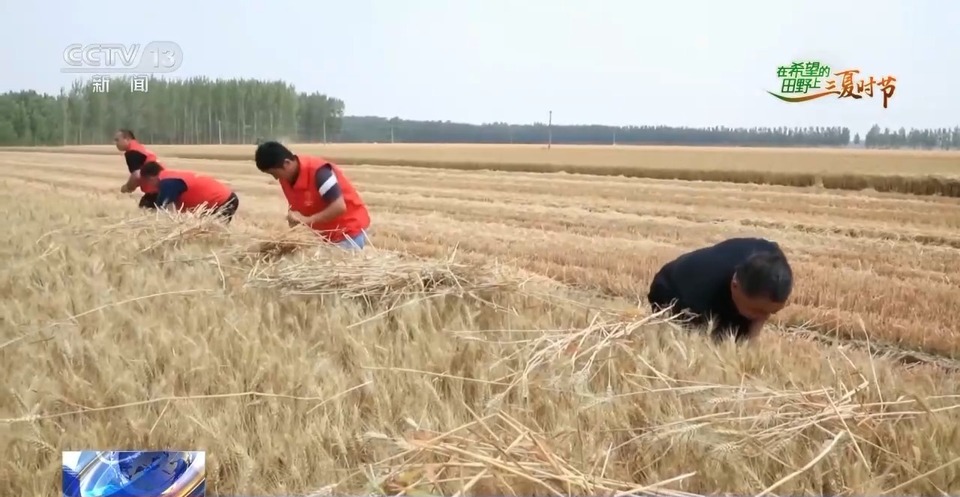 “三夏”生產(chǎn)思維導(dǎo)圖安排上了！還有政府大院等你來“曬”