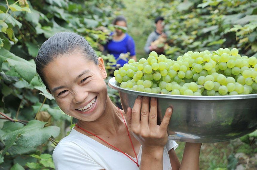 “關(guān)口葡萄谷”正成為花坪鎮(zhèn)域經(jīng)濟發(fā)展的重要增長點。