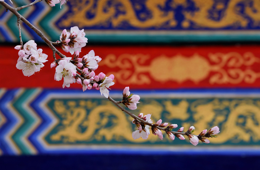 “云”賞桃花相映紅。紅橋區(qū)委宣傳部供圖