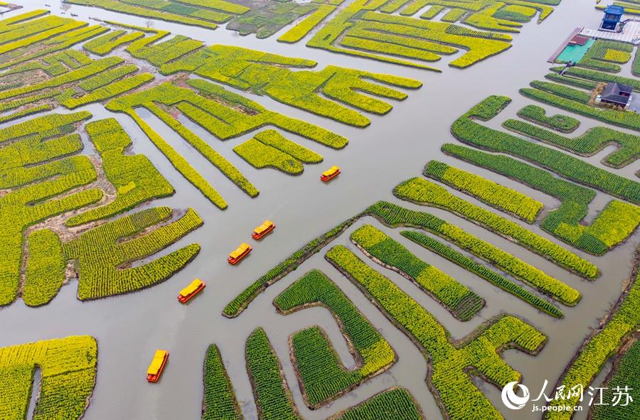 萬畝“垛田”陸續(xù)披上金裝。周社根攝