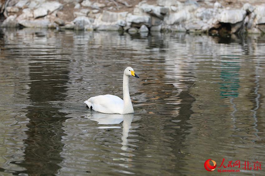 北京動(dòng)物園水禽湖上，水鳥(niǎo)游弋其中，傳遞春的消息。人民網(wǎng) 尹星云攝