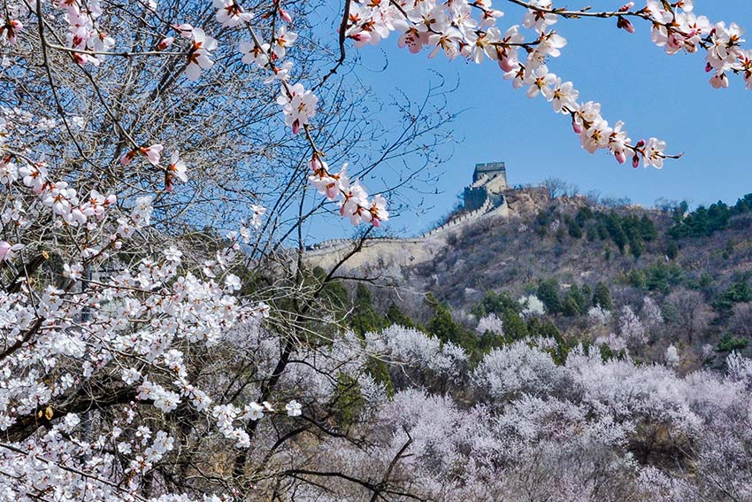 眼下，八達嶺長城內外春花爭艷。陸軍攝