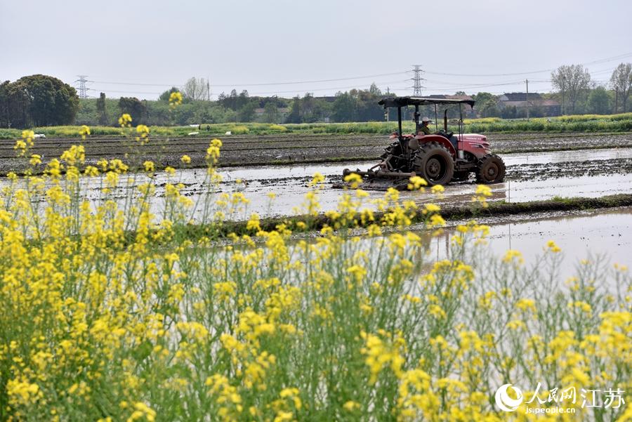 第一批早稻開始插播。崔煒攝