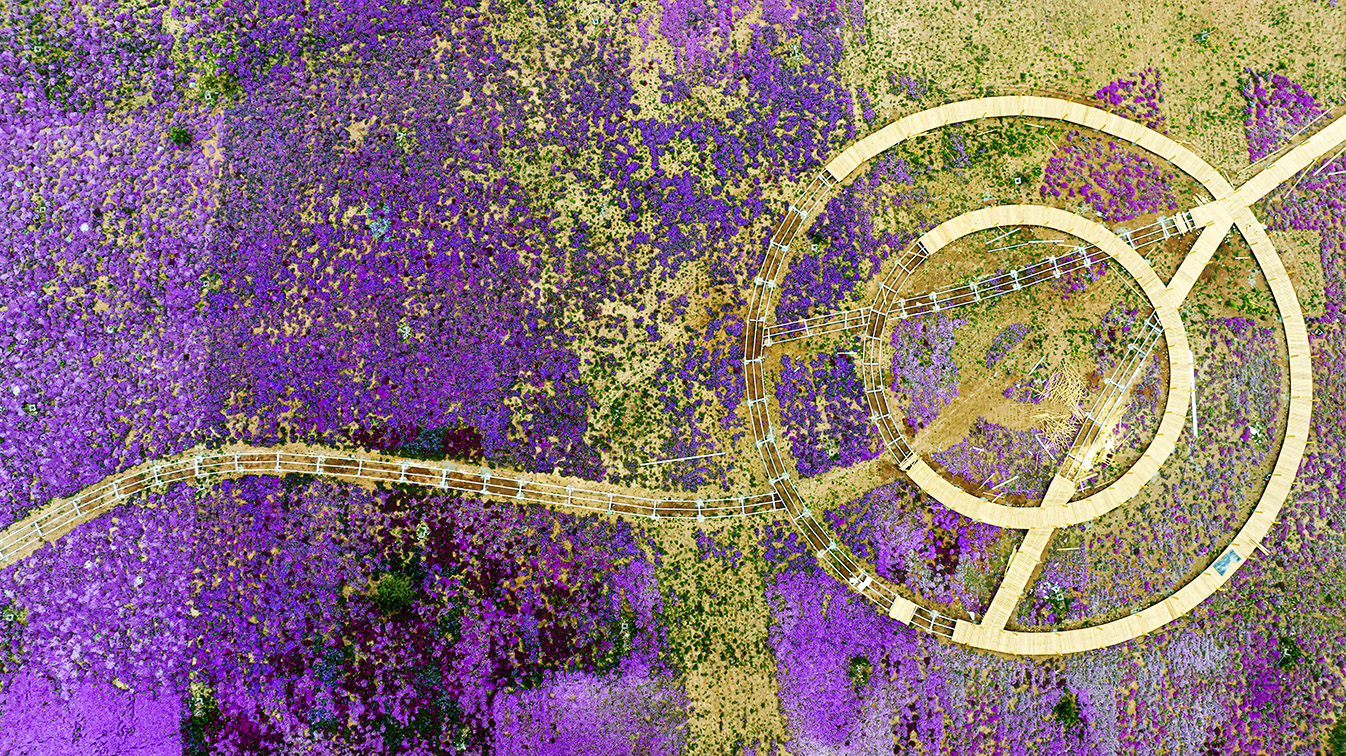 邯鄲市復(fù)興區(qū)德豐生態(tài)園的300畝芝櫻花進(jìn)入最佳觀(guān)賞期。放眼望去，五彩音符和豎琴造型下的芝櫻花恰似披上了一層色彩斑斕的錦緞，蔚為壯觀(guān)。聶長(zhǎng)青攝