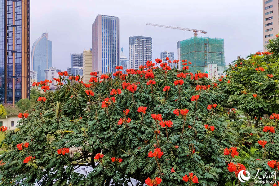 廈門火焰木進(jìn)入盛放期。人民網(wǎng) 陳博攝