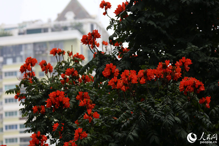 火焰木花朵遠(yuǎn)觀猶如燃燒的火。人民網(wǎng) 陳博攝