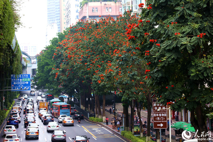 廈禾路兩側(cè)的行道樹頂猶如披上一層紅紗。人民網(wǎng) 陳博攝