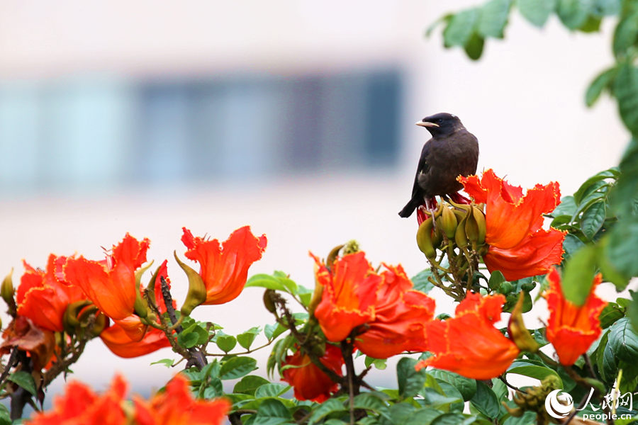 一只小鳥在火焰木花朵間眺望。人民網(wǎng) 陳博攝