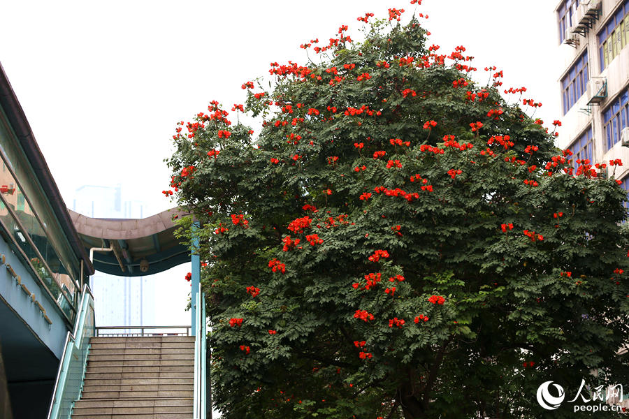 廈門市金榜公園BRT站旁的火焰木。人民網(wǎng) 陳博攝