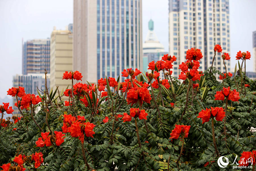 火焰木花朵在樹頂連片盛開。人民網(wǎng) 陳博攝