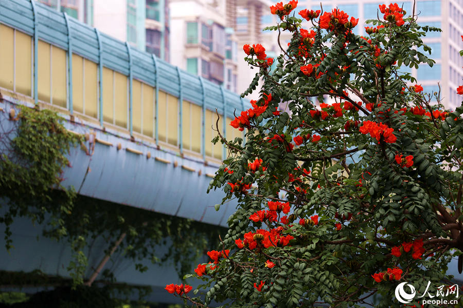火焰木樹高10米以上，高度與BRT高架橋相當(dāng)。人民網(wǎng) 陳博攝