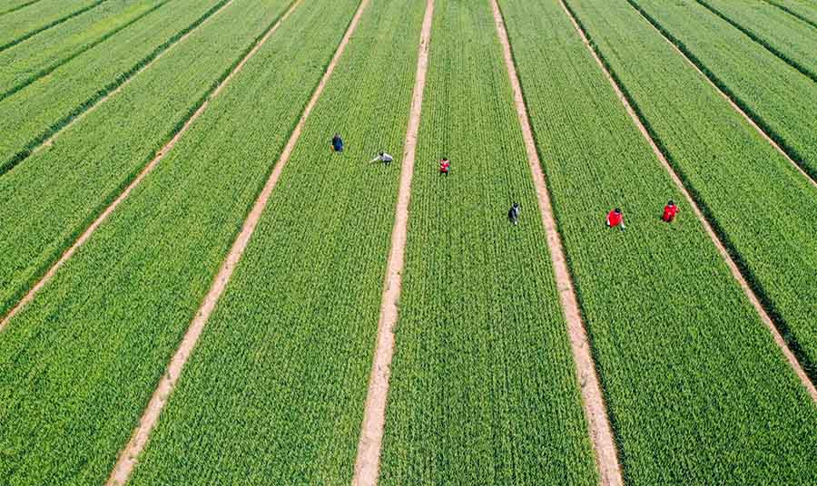 山東省鄒平市蔡家村高標(biāo)準(zhǔn)農(nóng)田，農(nóng)民在進(jìn)行去雜作業(yè)。