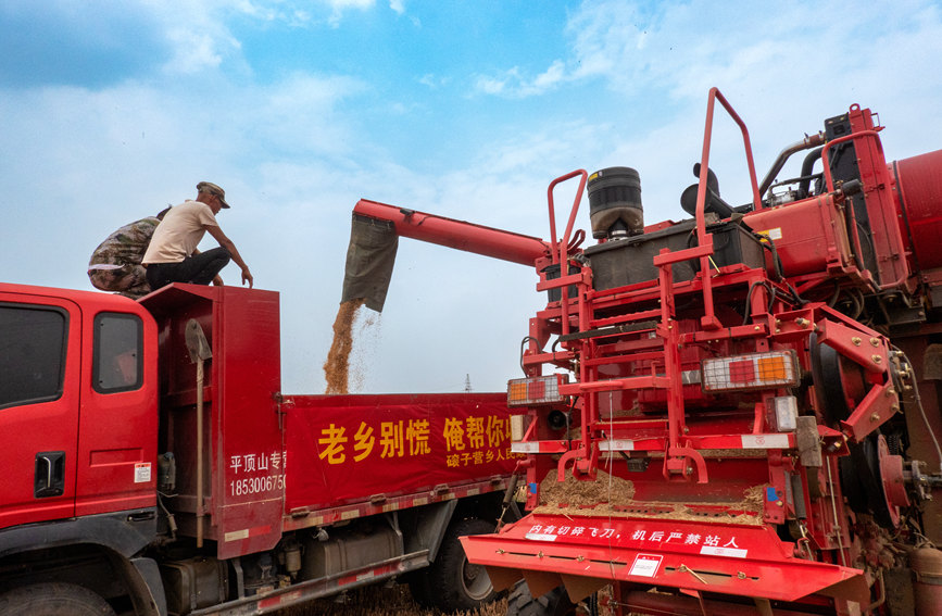 魯山縣組織多種形式的志愿隊伍，幫助困難群眾解決夏收夏種難題。葉全花攝