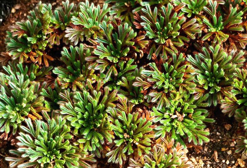 彩虹卷柏的葉片呈彩虹色。袁浪興供圖