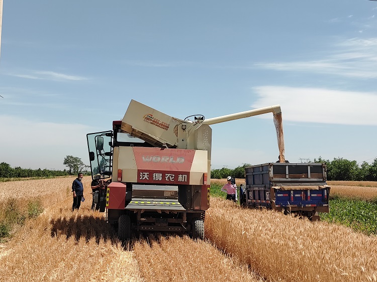 臨汾市堯都區(qū)賈得鄉(xiāng)大王村麥收現場。劉婷婷攝