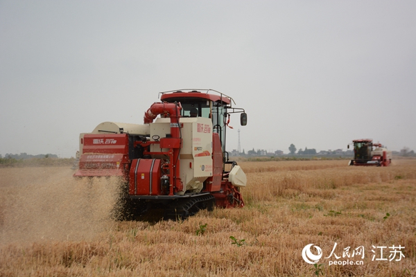 5月下旬，勝利圩高標(biāo)準(zhǔn)農(nóng)田內(nèi)，大型收割機(jī)作業(yè)。韋東寧攝