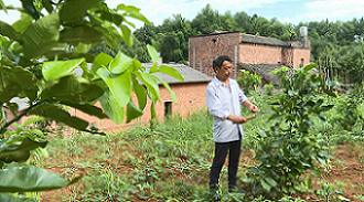 泉塘村村民正在修剪柚子樹樹枝。單位供圖