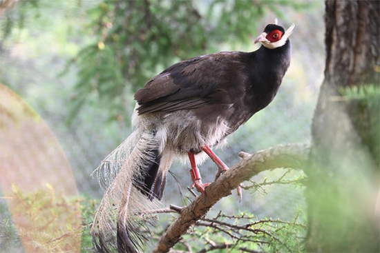 小五臺(tái)山國(guó)家級(jí)自然保護(hù)區(qū)繁育基地中的褐馬雞。姚偉強(qiáng)攝