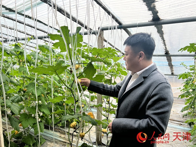 西青區(qū)辛口鎮(zhèn)大杜莊村黨總支書記、村委會(huì)主任畢紅鴿介紹當(dāng)下大棚里種植的造型奇特的文玩葫蘆。  人民網(wǎng) 孫翼飛攝