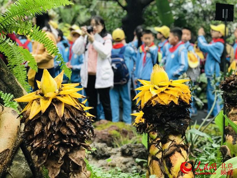 植物館里的地涌金蓮。地涌金蓮原產(chǎn)中國云南，為中國特產(chǎn)花卉。人民網(wǎng) 董兆瑞攝