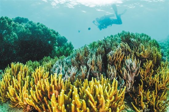 在三亞蜈支洲島附近海域，游客在體驗(yàn)海底美景。 本報(bào)記者 武威 通訊員 韋尚婷 攝