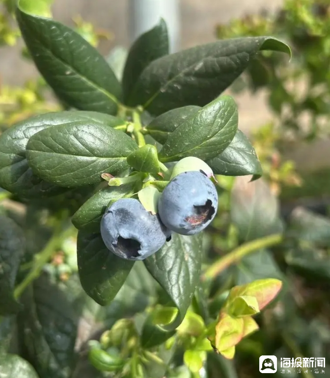西瓜、藍(lán)莓、草莓上高原！山東濰坊援藏組因地制宜打造特色蔬菜發(fā)展中心